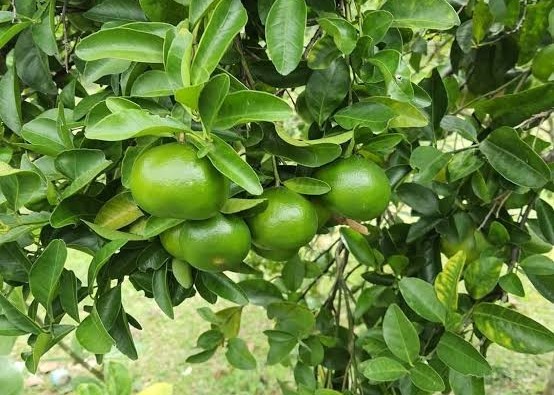 plant photo