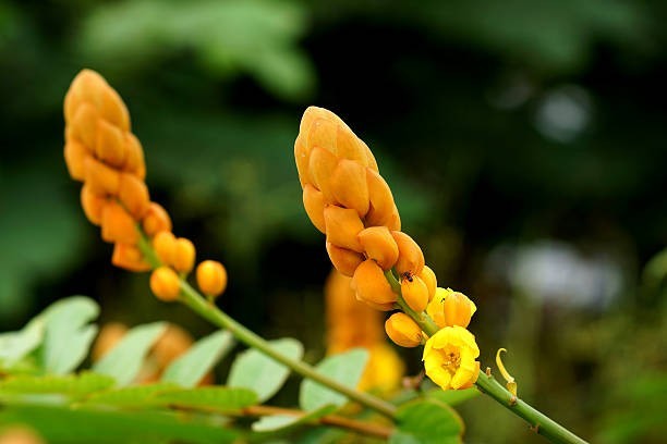 plant photo