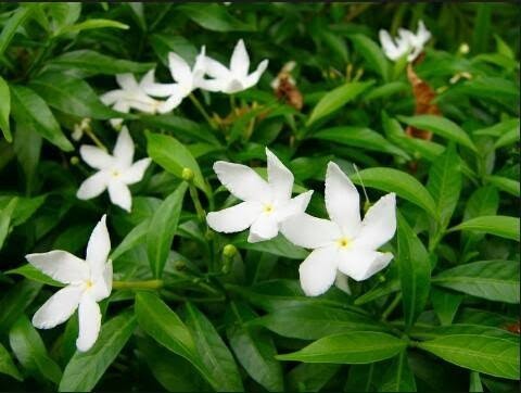 plant photo