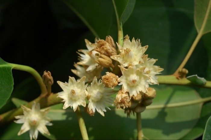 plant photo