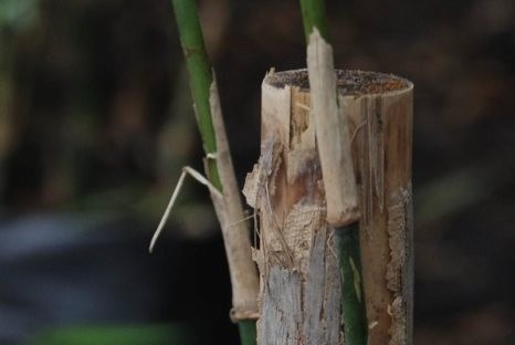 plant photo